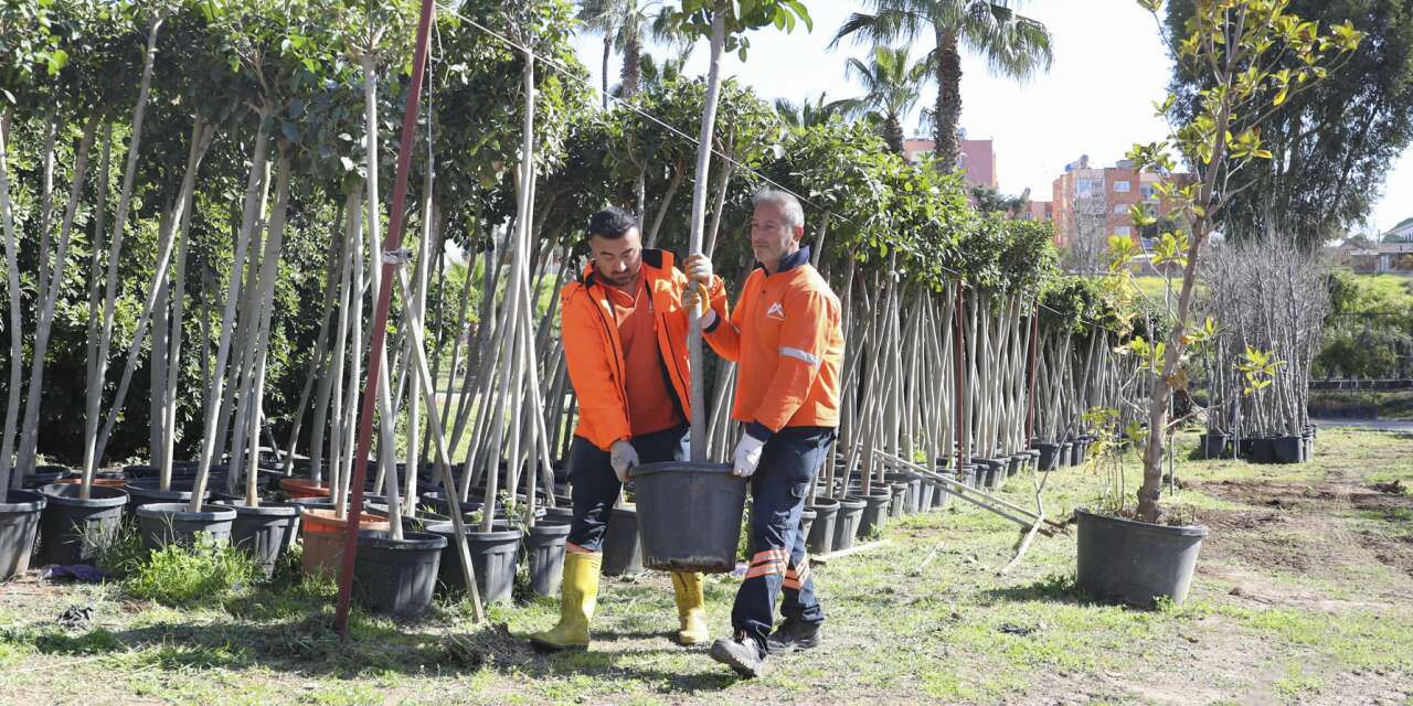 Mersin’de ağaçlandırma hamlesi: 13 ilçede eş zamanlı başladı