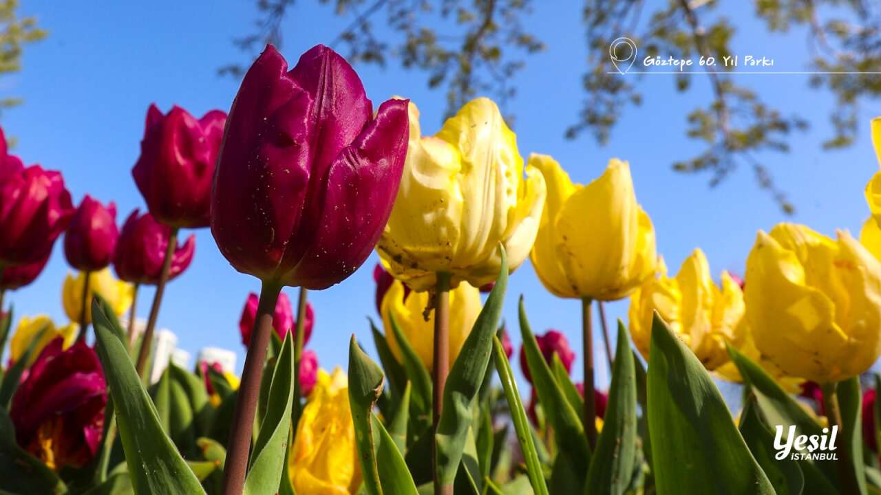 İstanbul'da lale zamanı: Milyonlarca çiçekle şehir renklendi