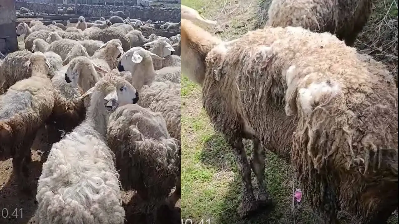 Stresten birbirlerini yemeye başladılar, vitaminsizlikten ölüyorlar!