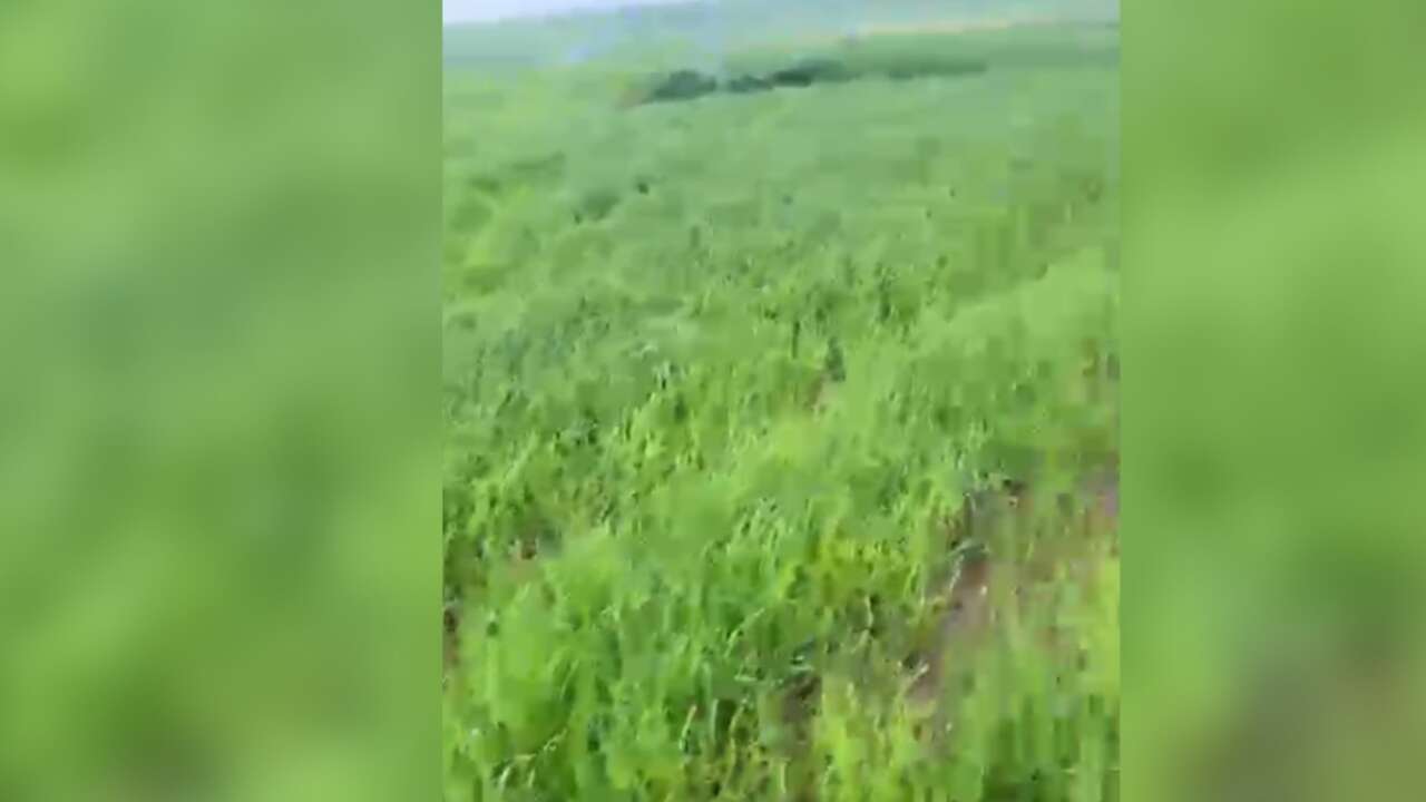 Husumet tarlaya sıçradı... Ekini zehirli ilaç attılar!