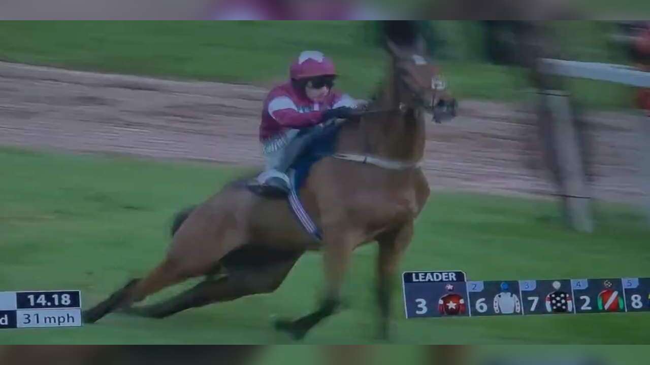 At yarışında işkence: Sırtı kırılan ata kırbaç vurdu, yarışa devam etti...