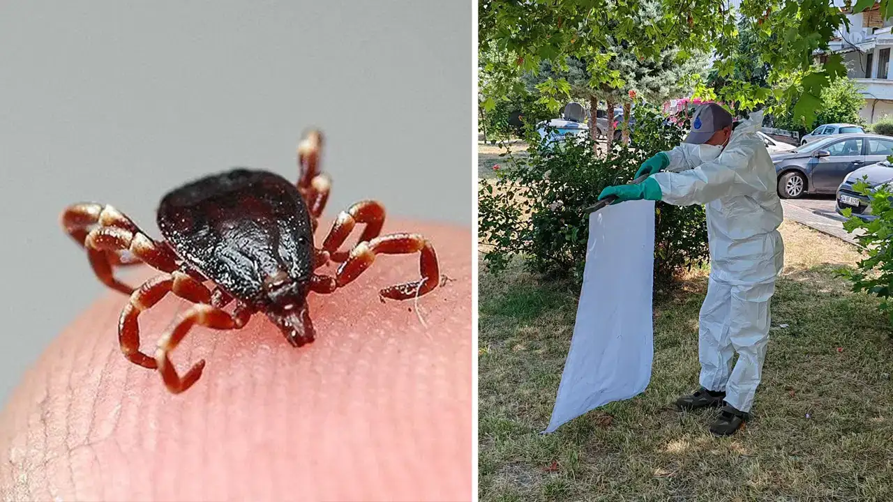 İstanbul Valiliği uyardı: Karasinek, sivrisinek ve kene...