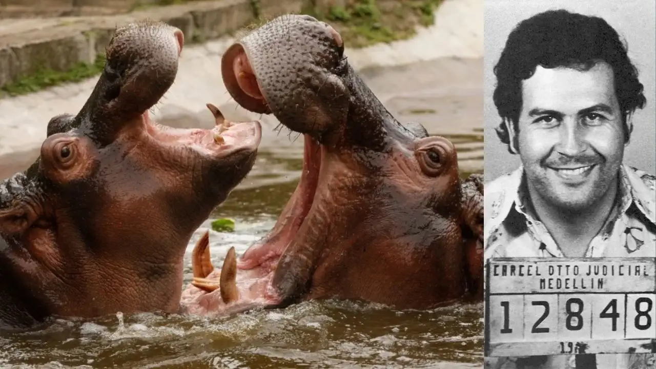 Plan onaylandı: Escobar'ın su aygırlarını öldürecekler