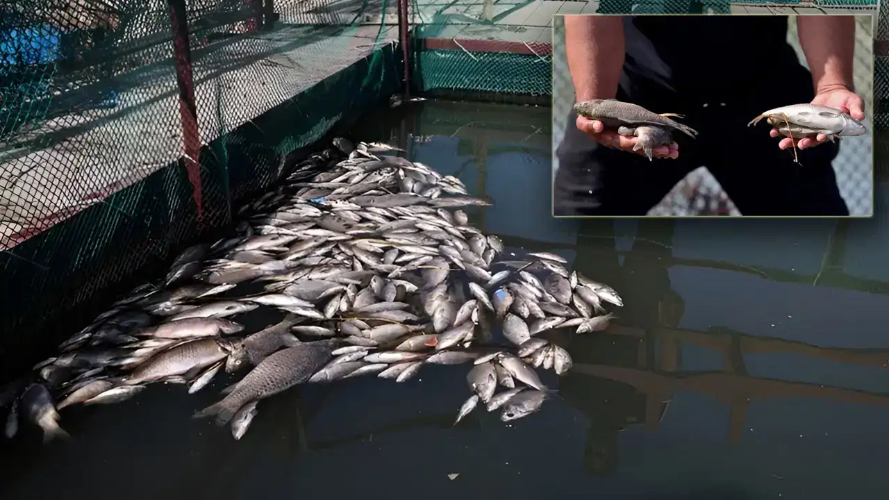 Yüzlerce ton balık iki saatte telef oldu!