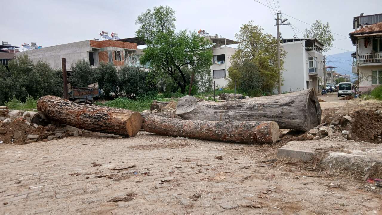 Aydın'da tapulu arazi tartışması: Mahalle yolunu tomruklarla kapattı