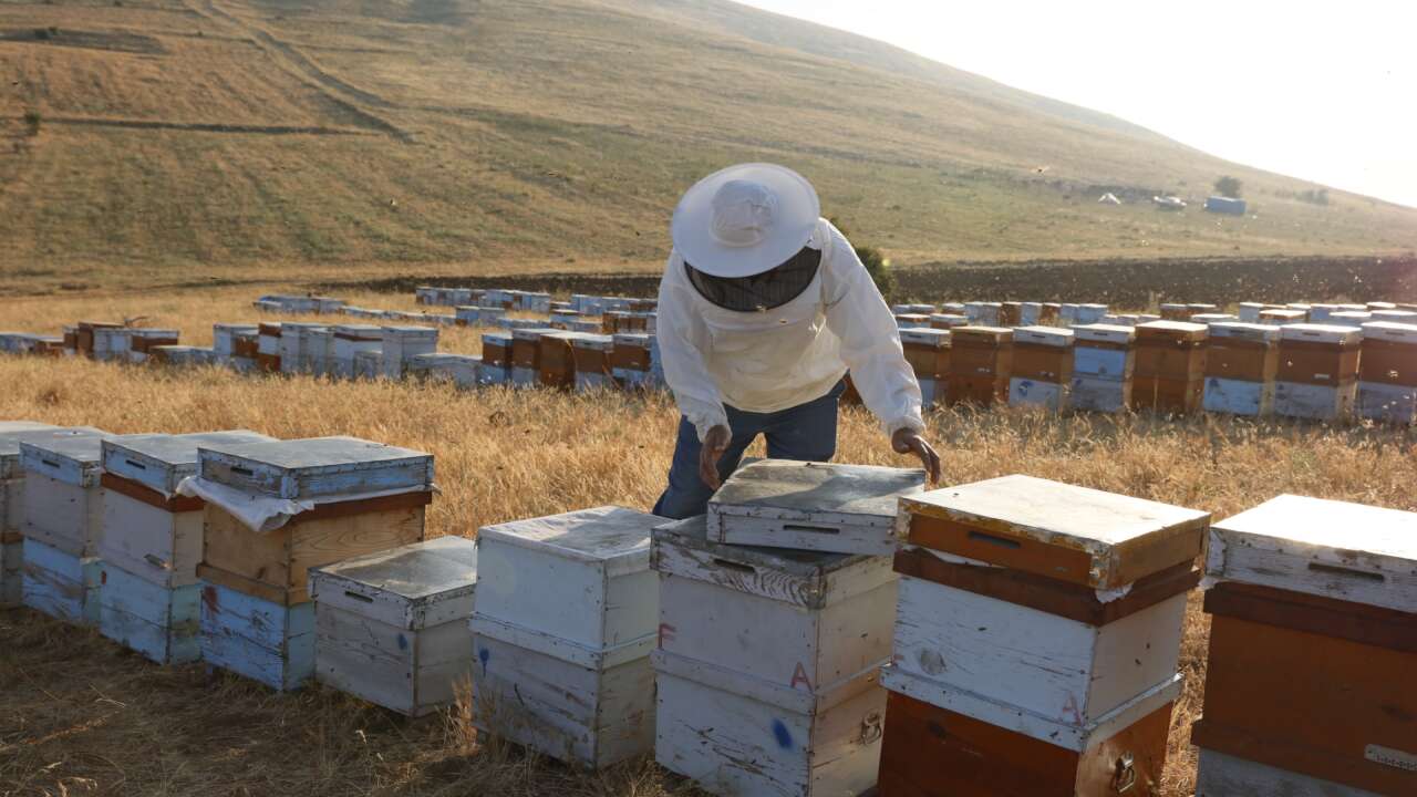 Balparmak ihracatta zirveyi bırakmadı