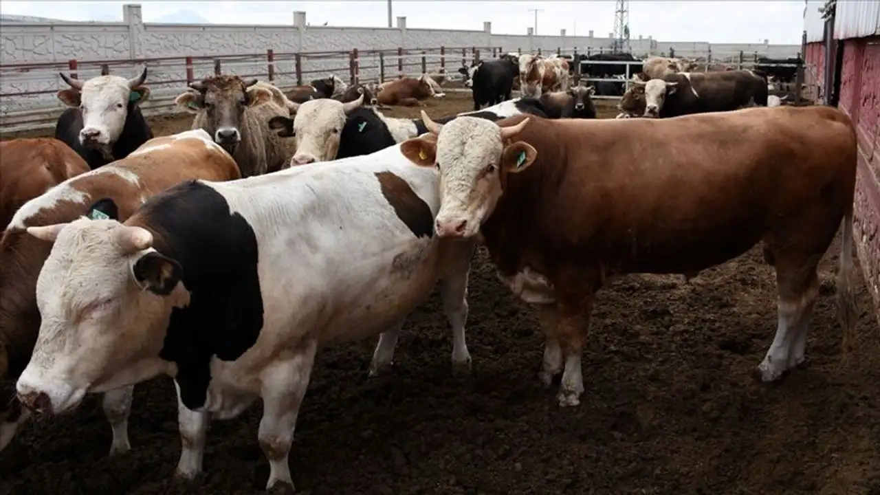 Kurbanlık fiyatları güncellendi: İşte büyükbaş ve küçükbaş kurbanlık fiyatları