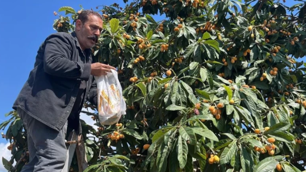 Alanya’da ezber bozan hasat: Üretici bahçesini halka açtı, toplayana bedava!