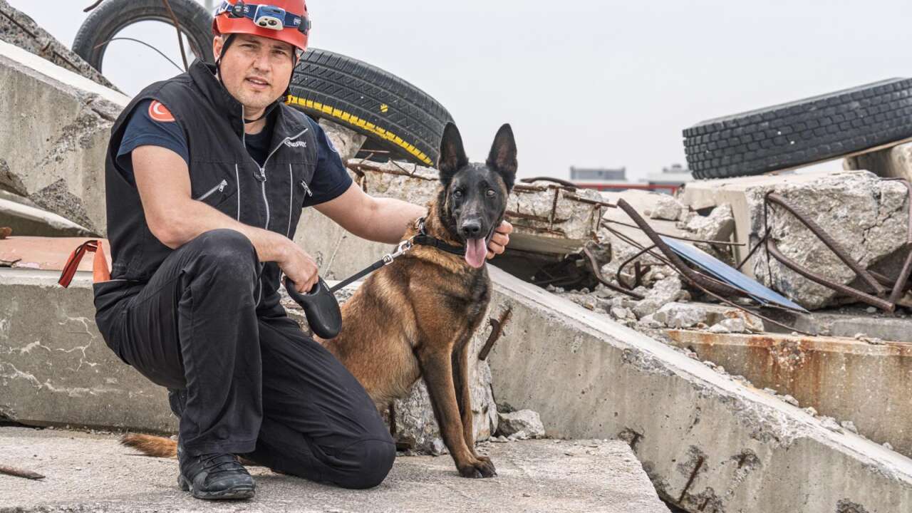 Barınaktan alınan Momo deprem için eğitiliyor
