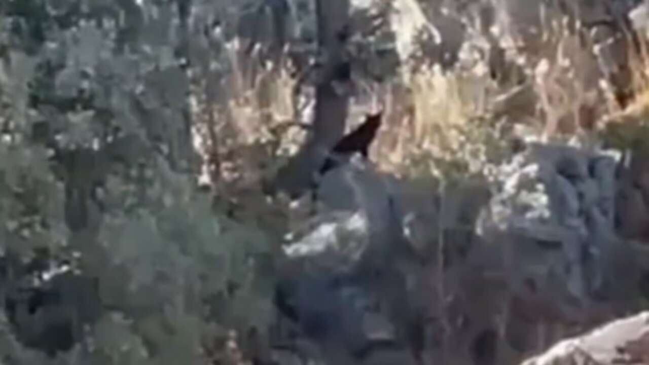 Kameralara yansıdı: Gabar'da 'siyah pars' iddiası