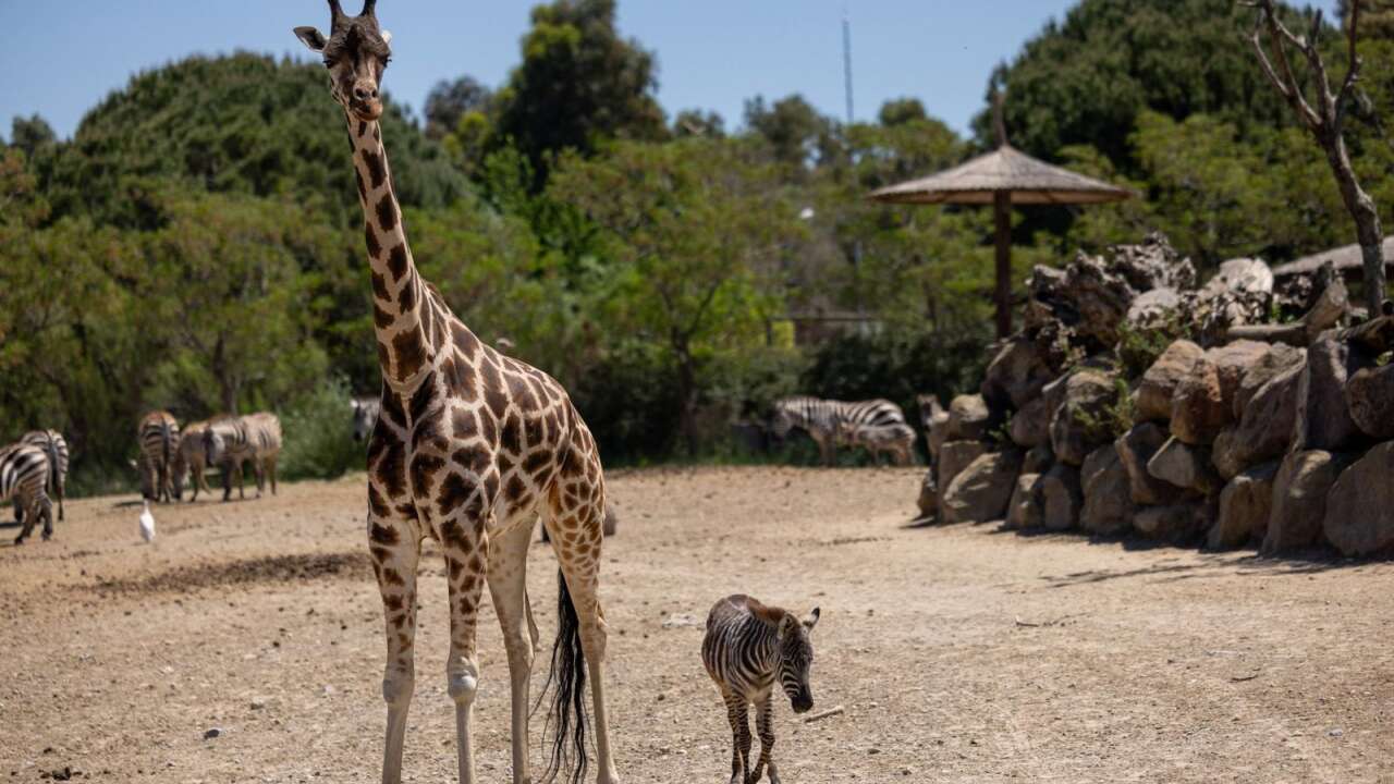 Öksüz zebra Gözde’yi zürafalar sahiplendi