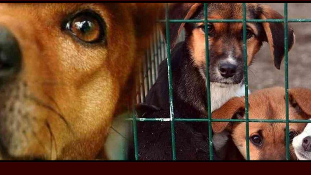 İçişleri Bakanı'ndan 'sokak köpekleri' açıklaması