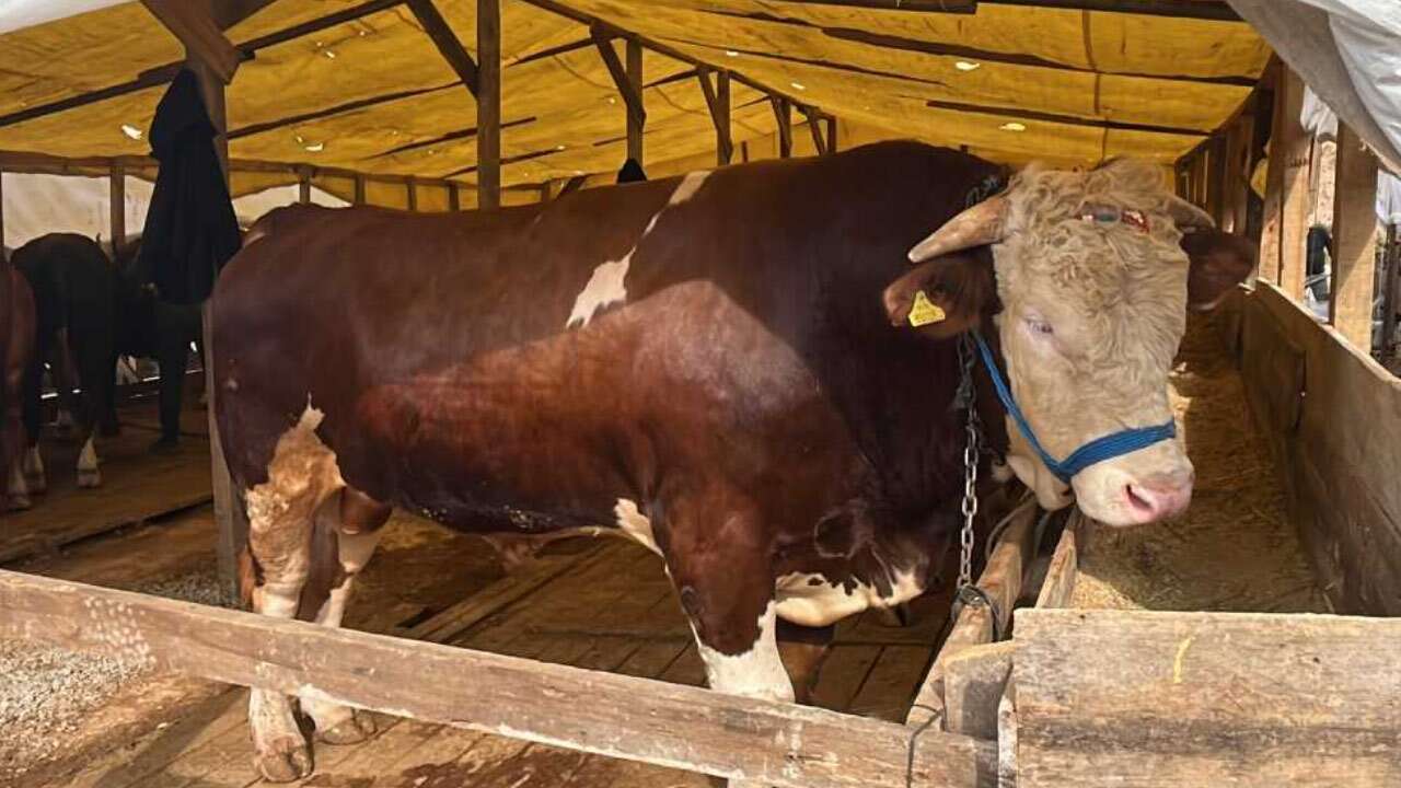 1 tonluk ‘şampiyon’ boğanın fiyatı dudak uçuklattı
