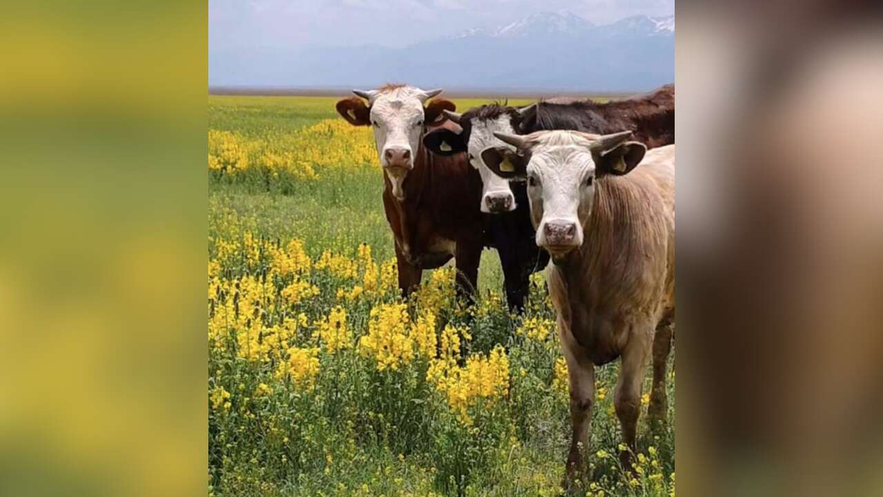 Koruma altındaki alanda hayvan otlattılar