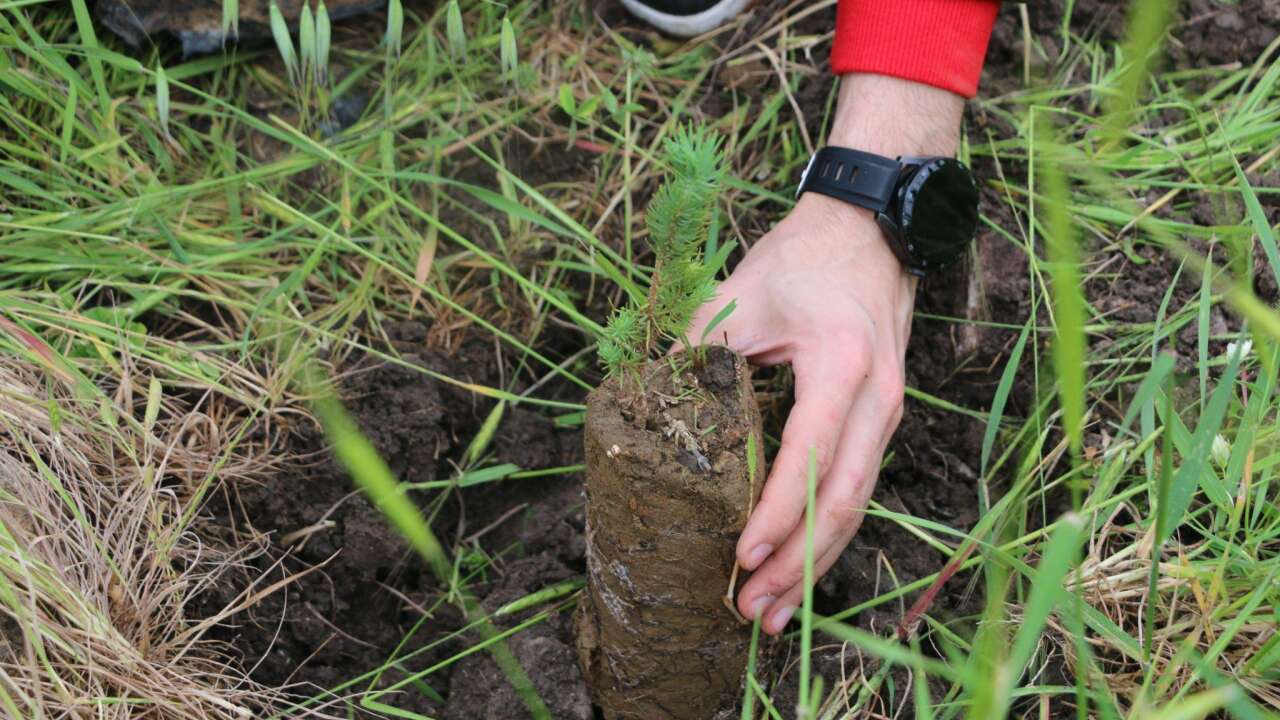 Aliağa’da yanan alanlar bin fıstık çamıyla yeniden yeşeriyor