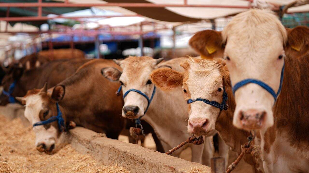 Kurbanlık fiyatları açıklandı: İşte listesi