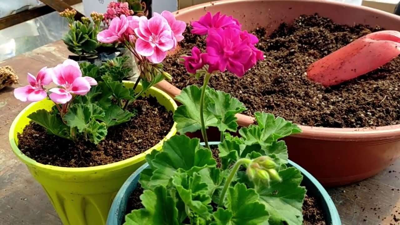 Saksı dibine ekleyin. Çiçeklerde oluşan böcek ve küçük sinekleri yok ediyor