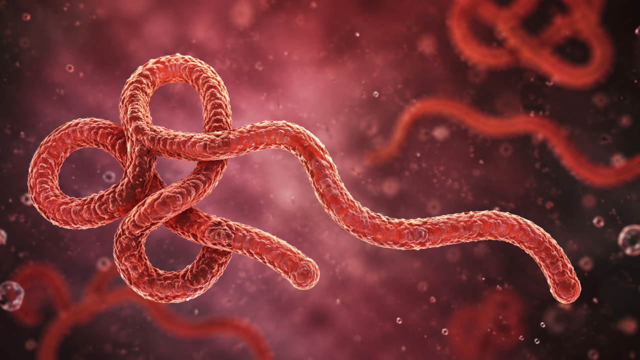 Kongo'da Ebola salgını kritik seviyeyi aştı