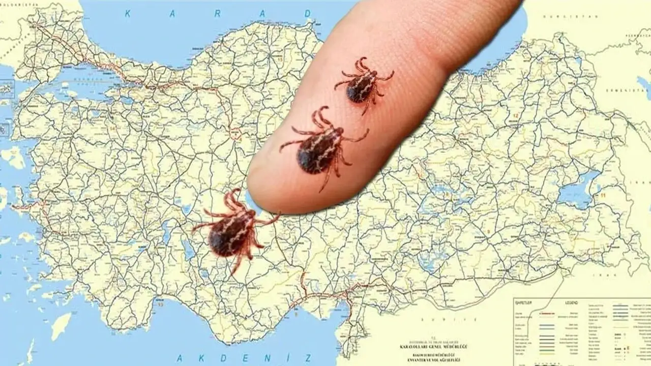 Kene ölümleri artıyor: Riskin en yüksek olduğu 5 il açıklandı