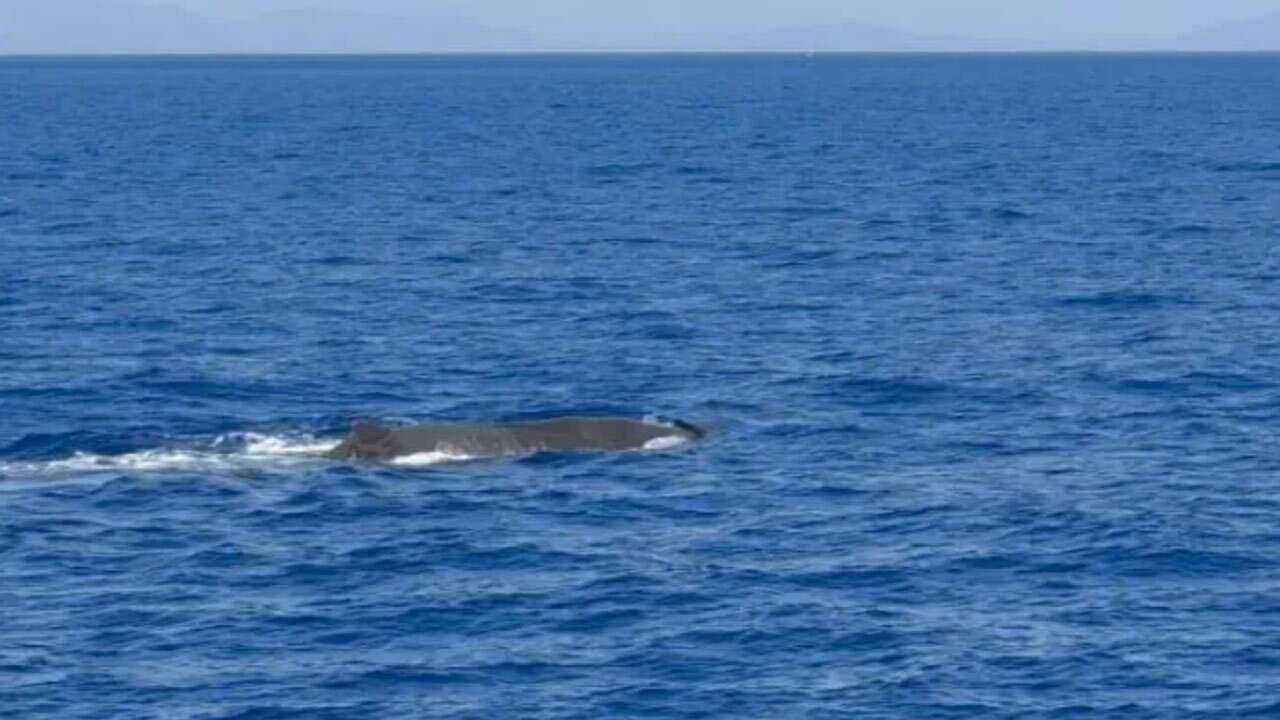 Muğla’da balina görüntülendi