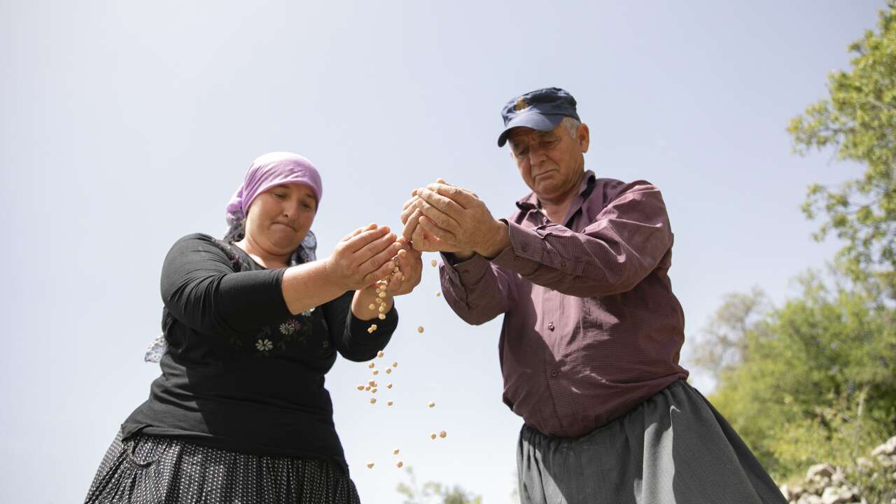 Gülnar’ın ata tohumu yeniden toprakla buluştu