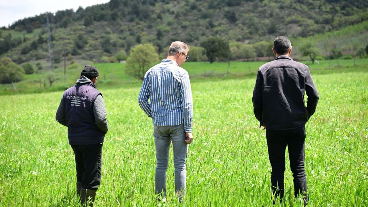 Büyükşehirin dağıttığı tohumlar tarlalarda filiz verdi