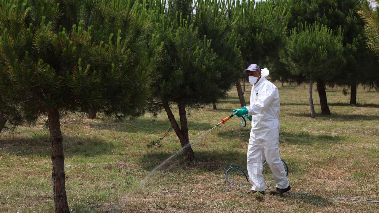 İBB'den kene uyarısı: Vakalara karşı alınacak önlemler açıklandı