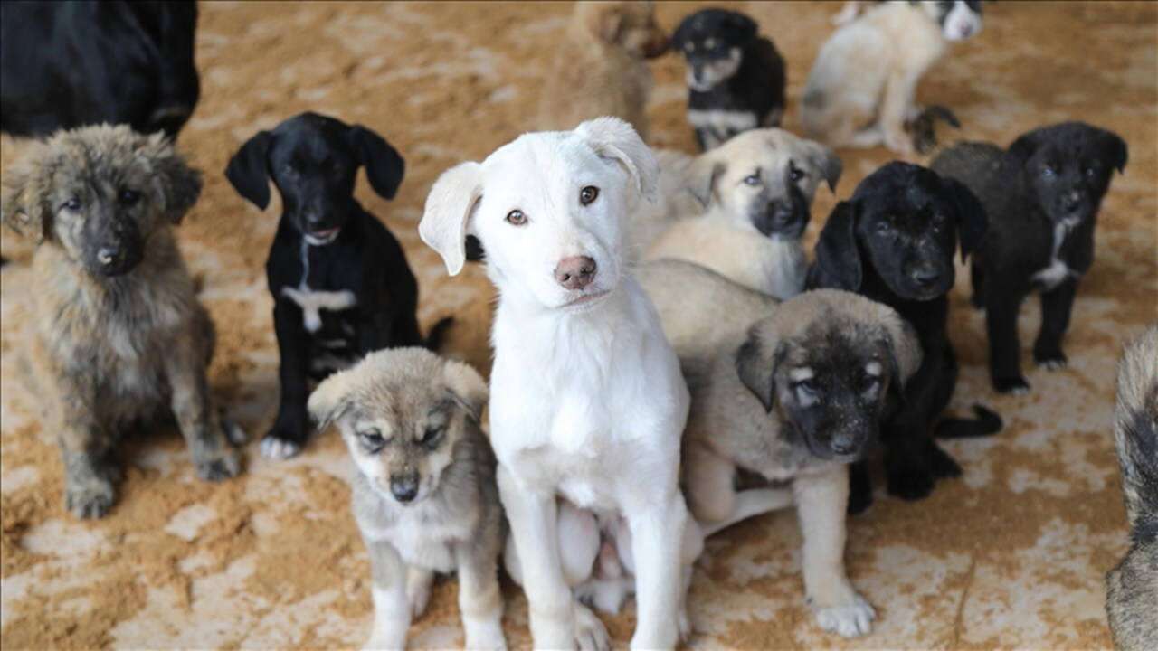 NATO Zirvesi öncesi ‘sokak köpekleri’ yazısı