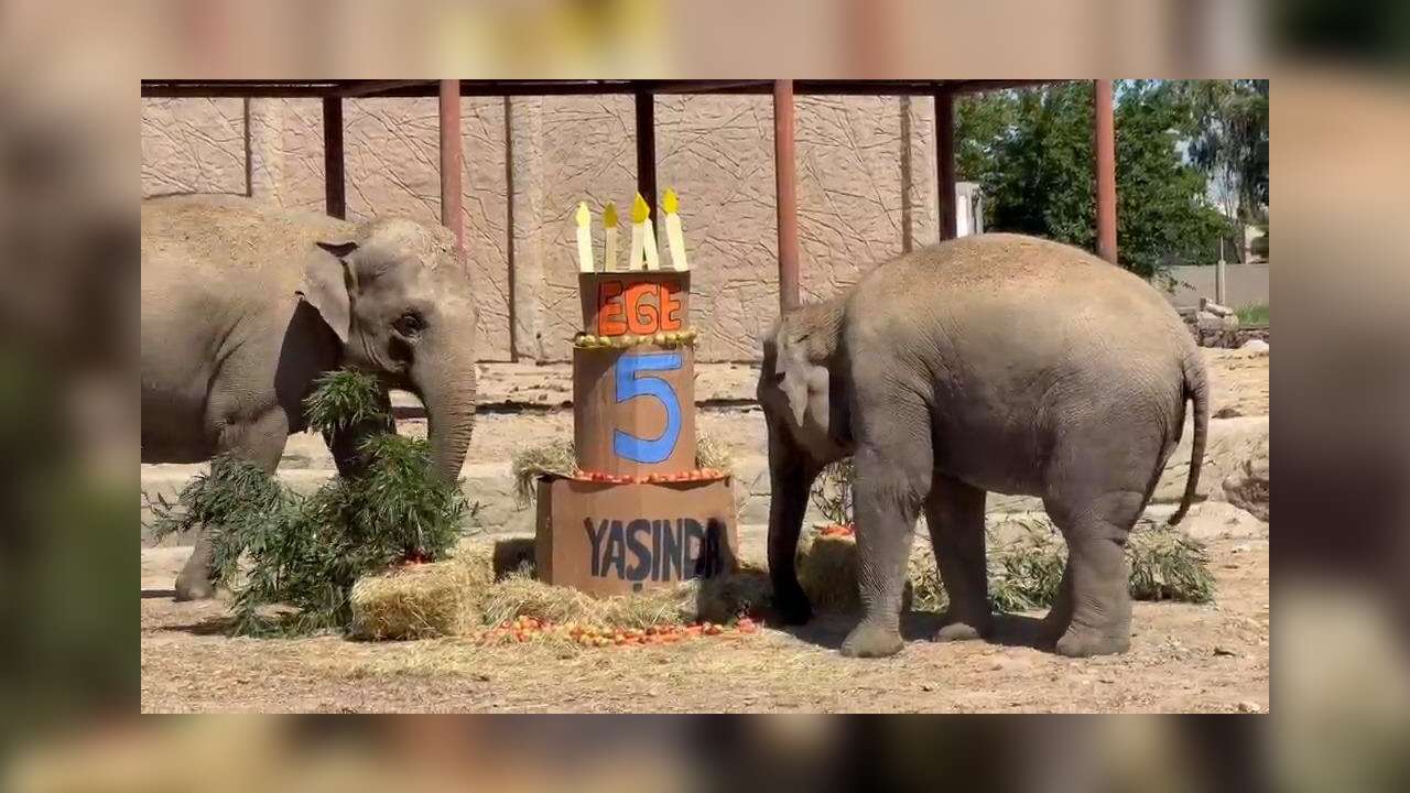 Türkiye’nin tek fil ailesinin minik üyesi Ege 5 yaşında