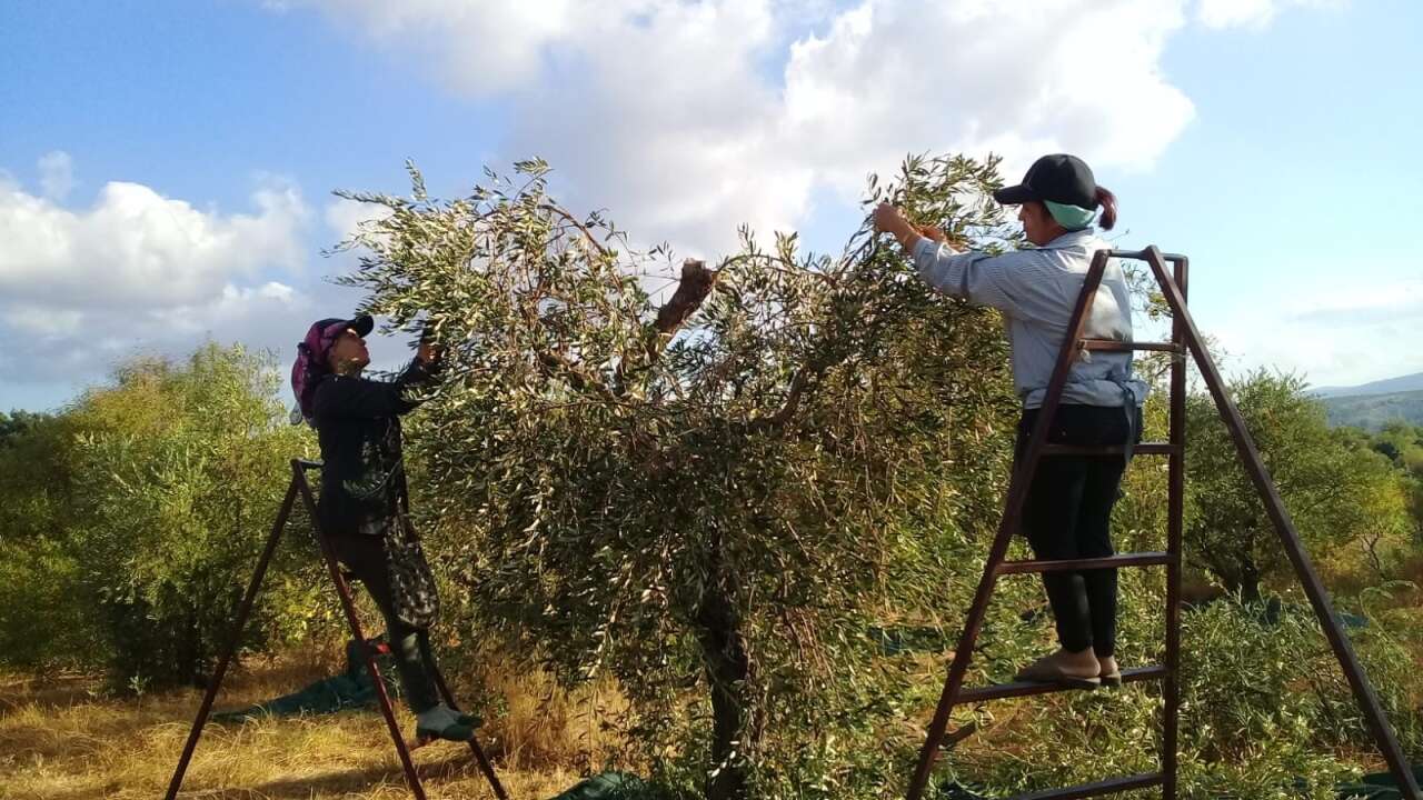Hatay'da onarıcı tarım projesi üçüncü yılına girdi