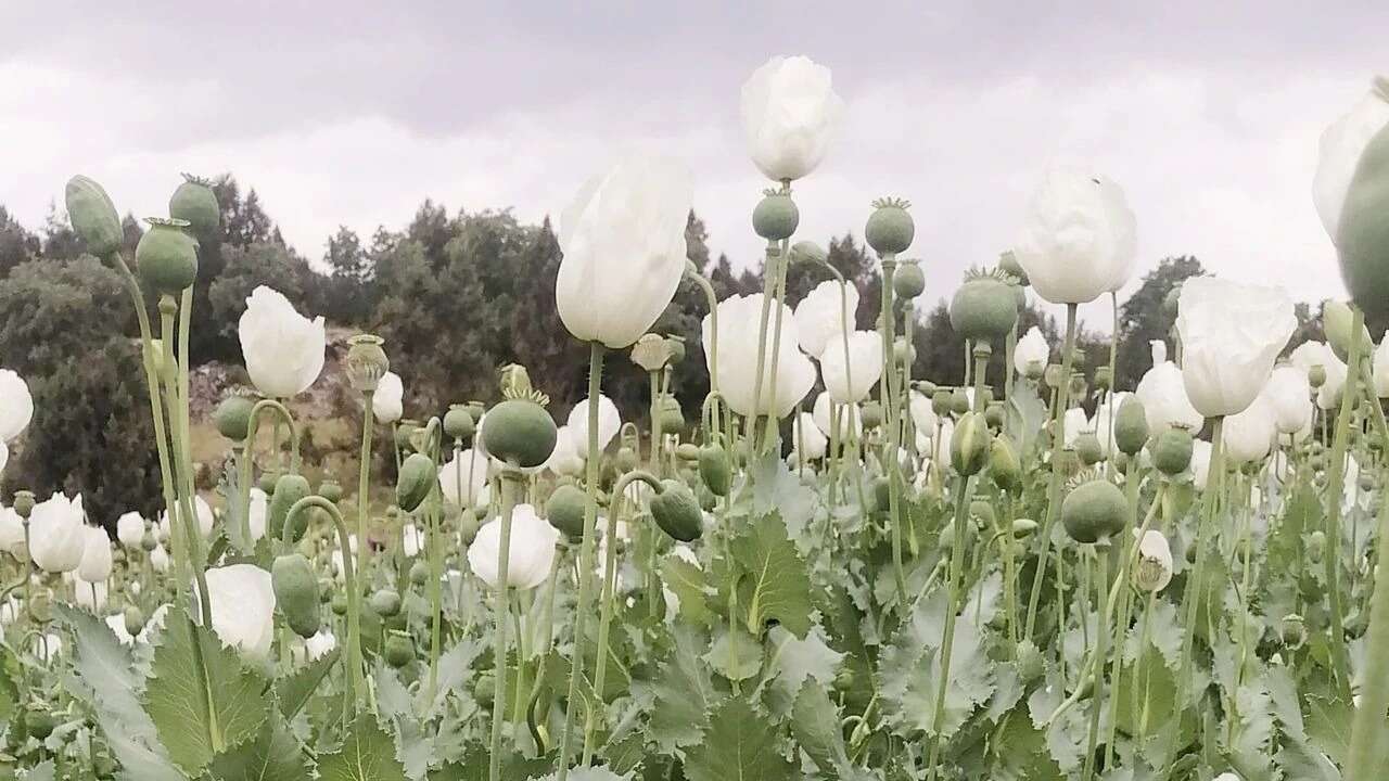 Gelincikler, Haşhaş ve Eskişehir…