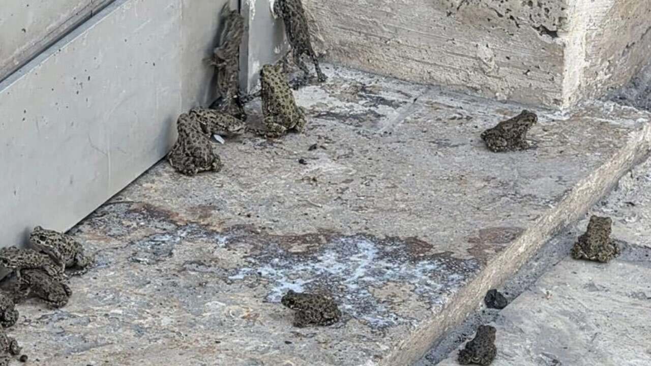Sivas’ta kurbağa istilası: 30 yaşındayım, hayatımda ilk defa böyle bir şey görüyorum!