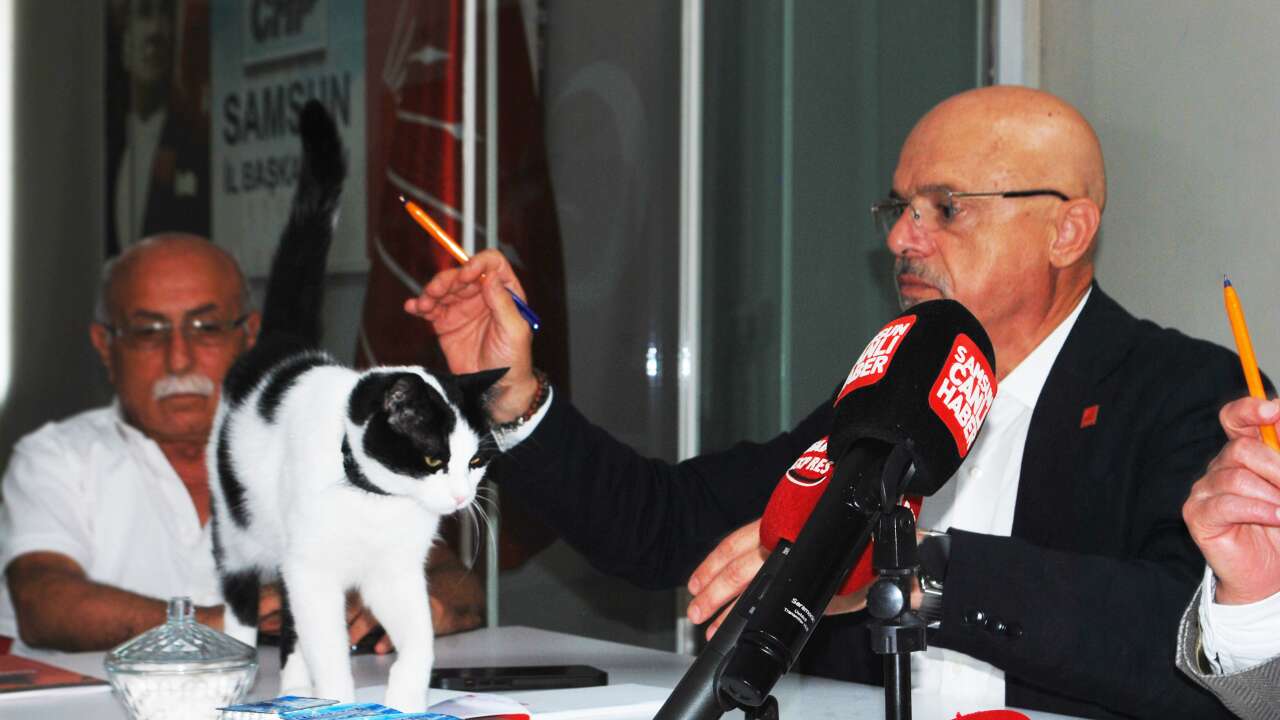 Zeytin kedinin butlan derdi