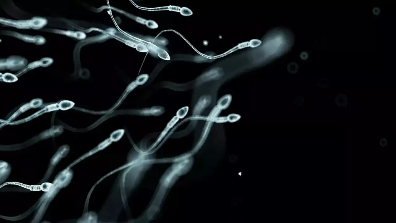 Tarih verdiler, varoluşsal kriz mi? Sperm sayısı sıfıra inecek!