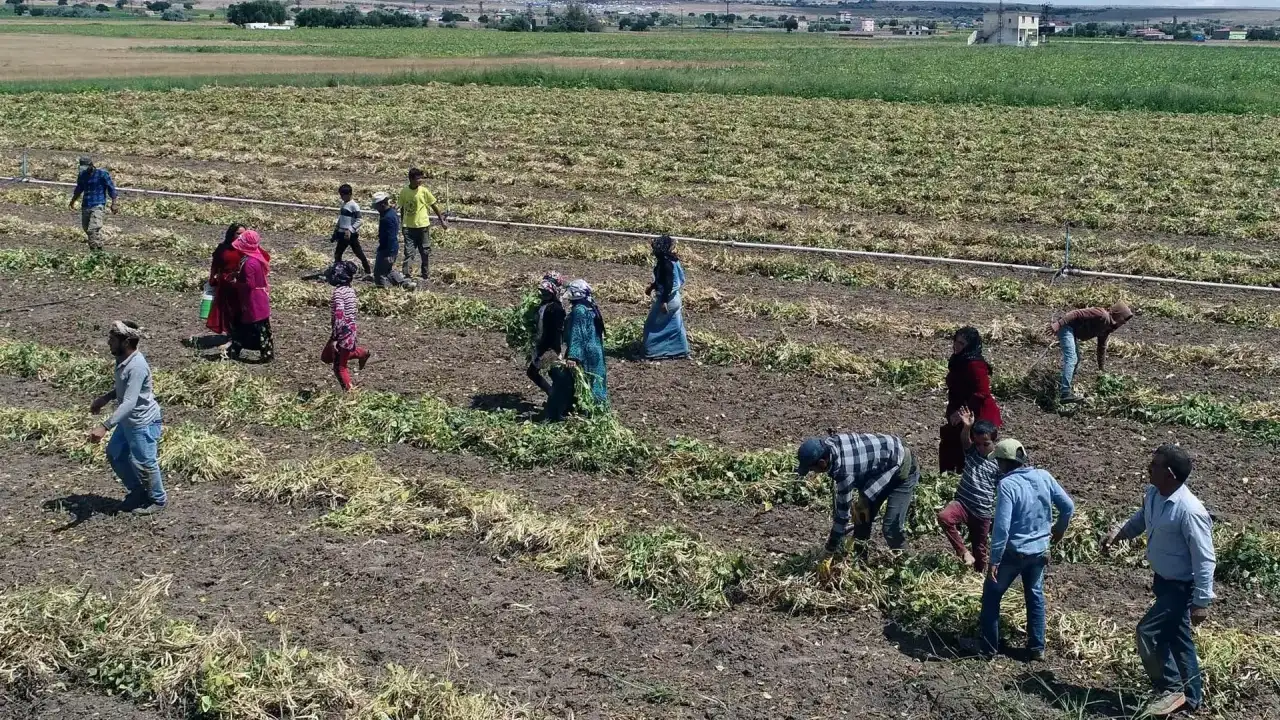Dalında 20 TL, tezgahta 200 TL: Üreticiler isyan ediyor