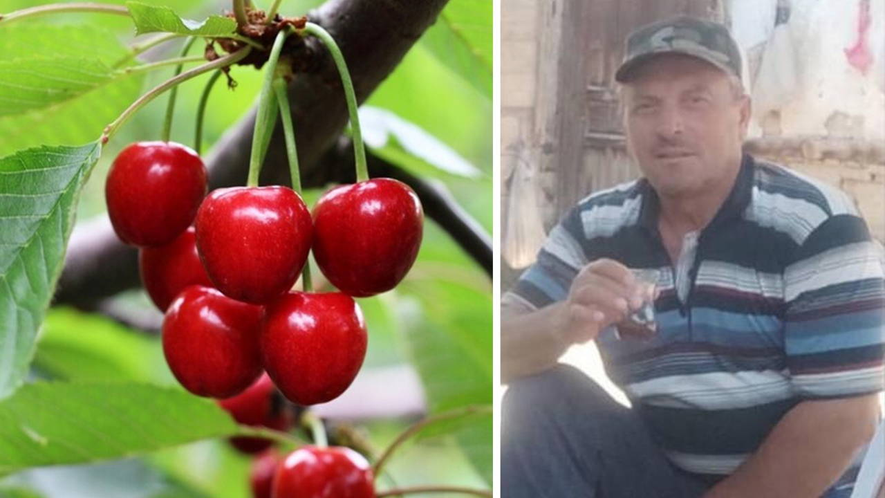 Dalından kopardıkları kiraz sonları oldu: Peş peşe gelen ölümde tarım ilacı iddiası