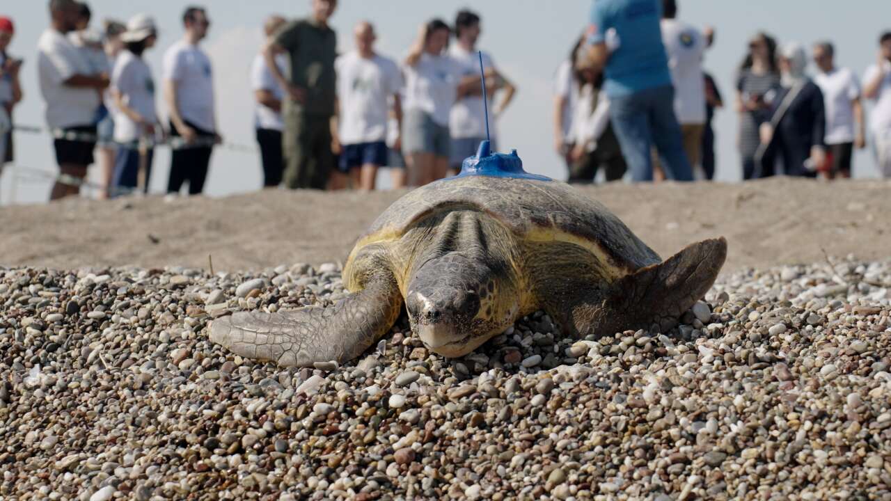 Caretta caretta'ların Akdeniz yolculuğu uyduda: 110 bin yavru denize ulaştı