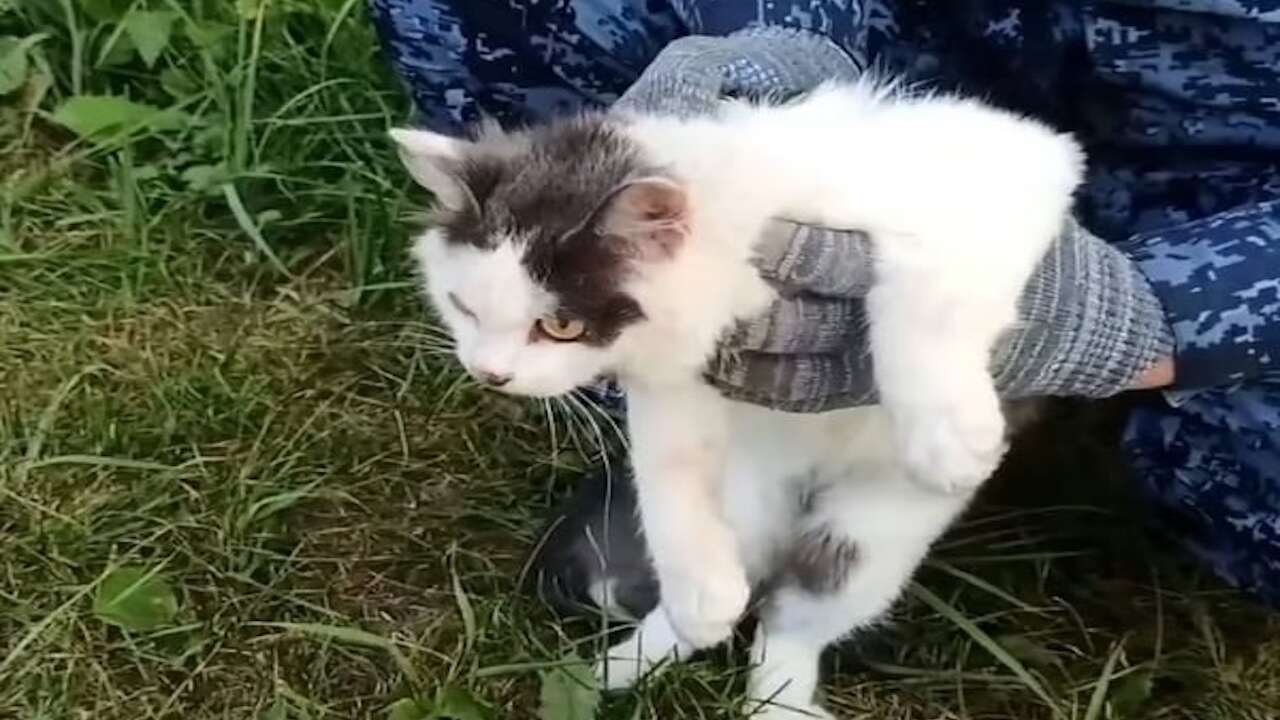Rusya, uyuşturucu kuryesi kediyi konuşuyor!
