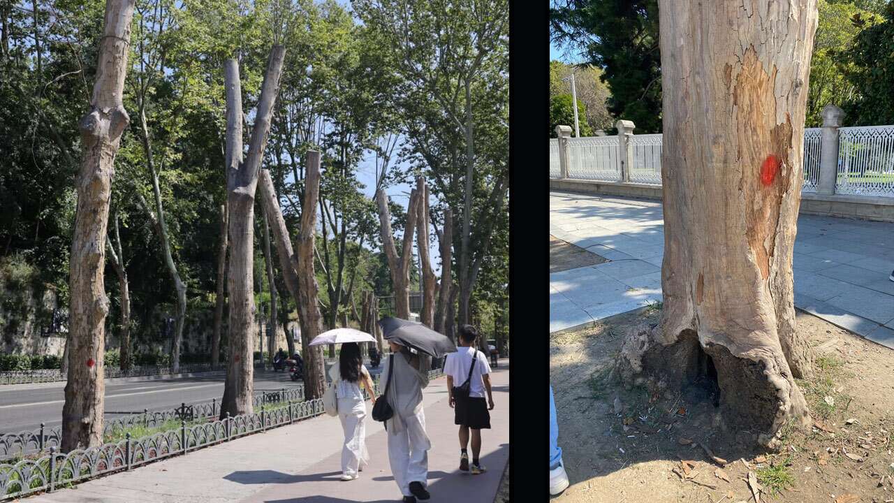 ‘Abdülhamit Han’ın çınarlarını kuruttunuz’ dedi ama gerçek bakın ne çıktı