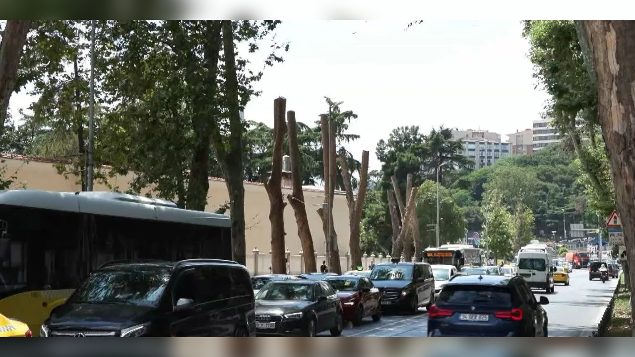 Beşiktaş’taki tarihi çınarlar için 'kanser' uyarısı: İBB ekipleri harekete geçti