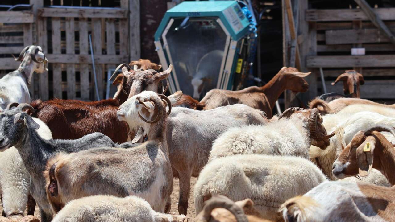 Koyun ve keçi yıkamada yeni dönem: Günler süren iş dakikalara indi