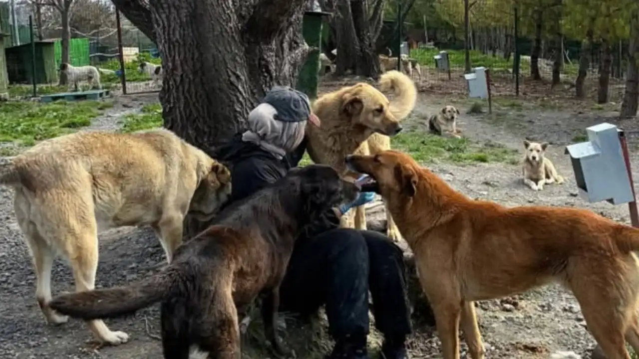Kampüste kediler toplatıldı, doçent kampüse alınmadı!