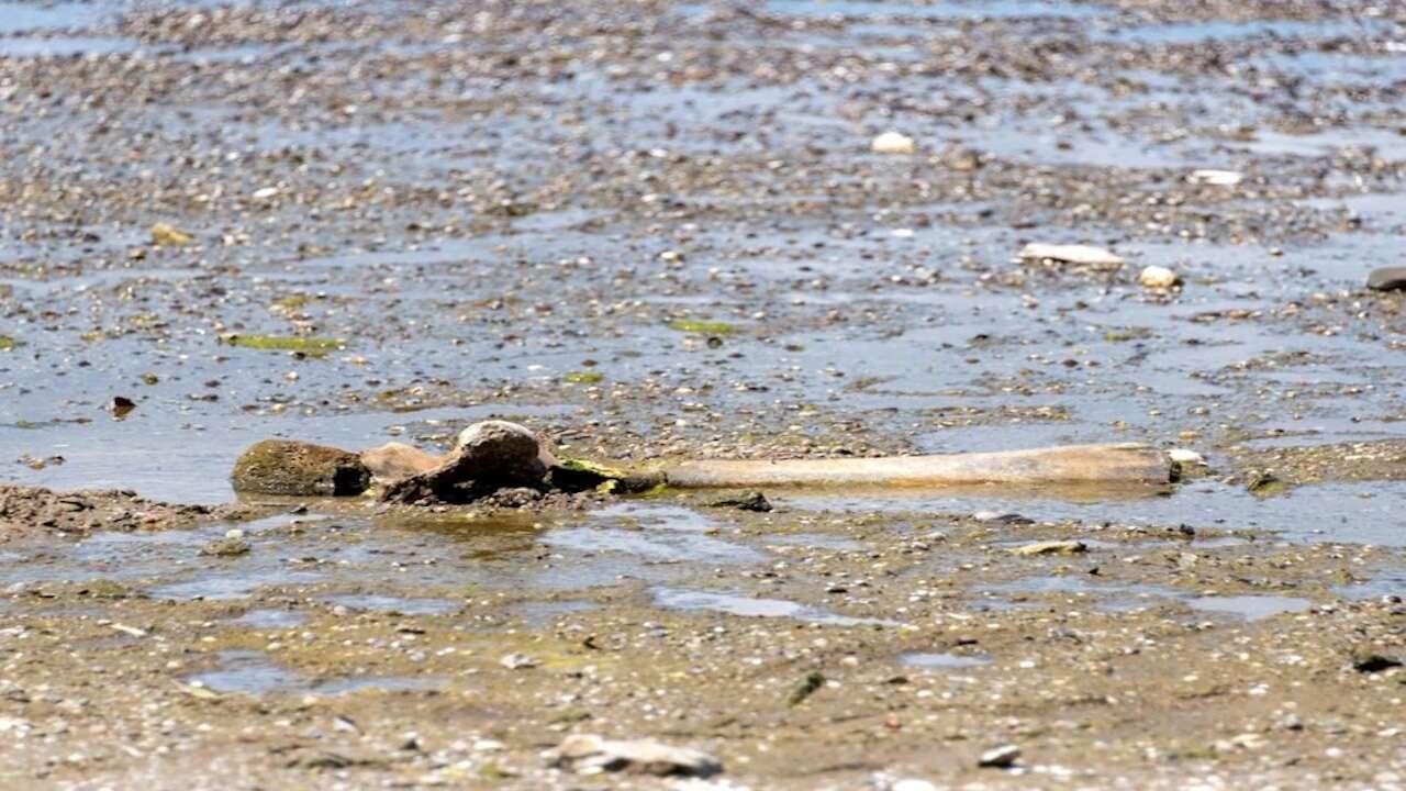 Avrupa'da aşırı sıcaklar devam ediyor: Nehir kurudu, mamut fosilleri ortaya çıktı