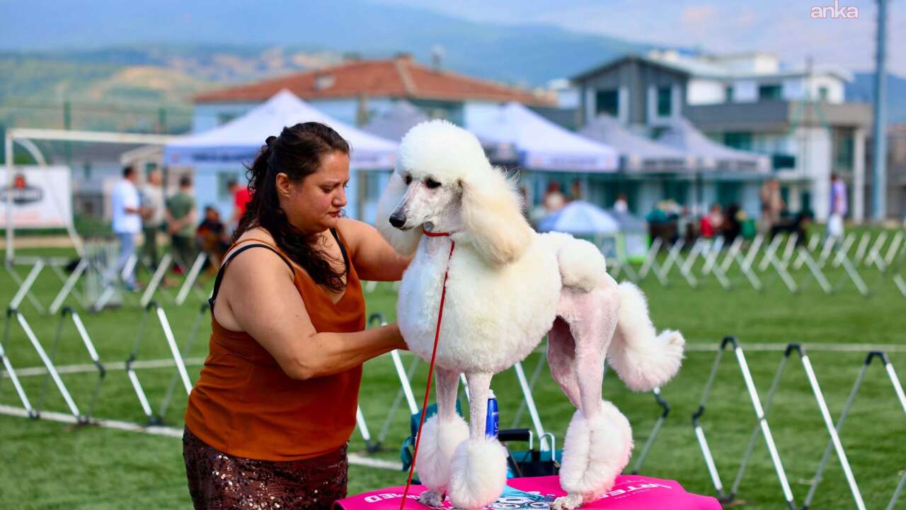 Gemlik’te 200 köpek podyuma çıktı