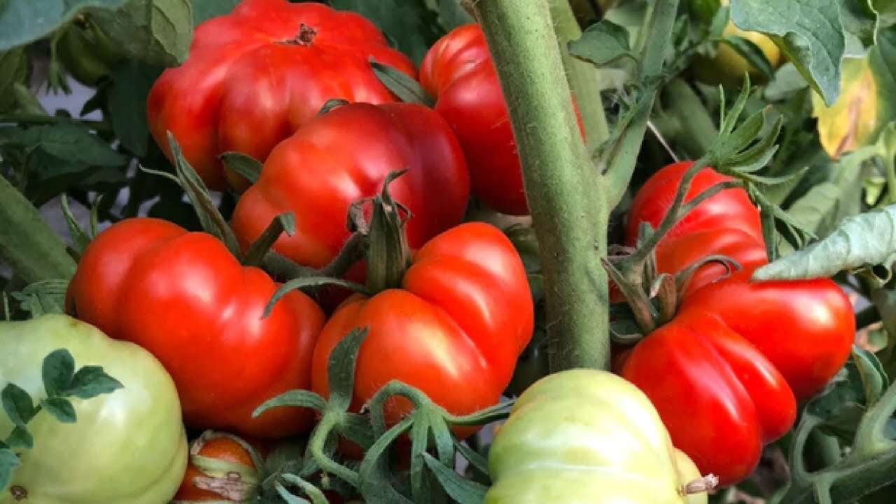 Manava gitmenize gerek yok: Saksıda kilolarca domates yetiştirmenin yolu