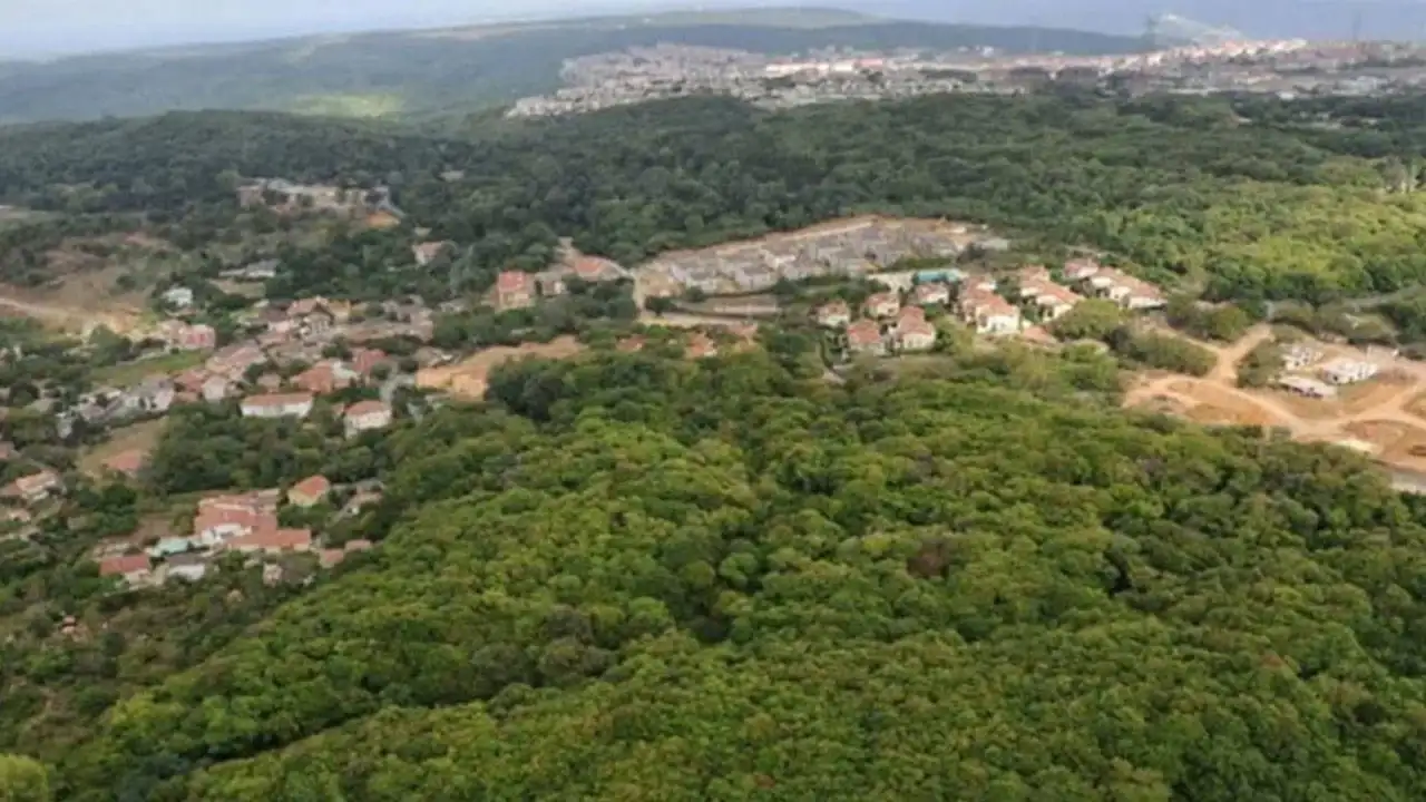 Kuzey Ormanları iddiası: 24 bin ağaç kesilecek!