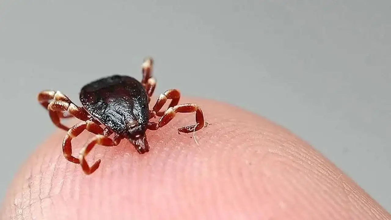 Çorum'da kene can aldı