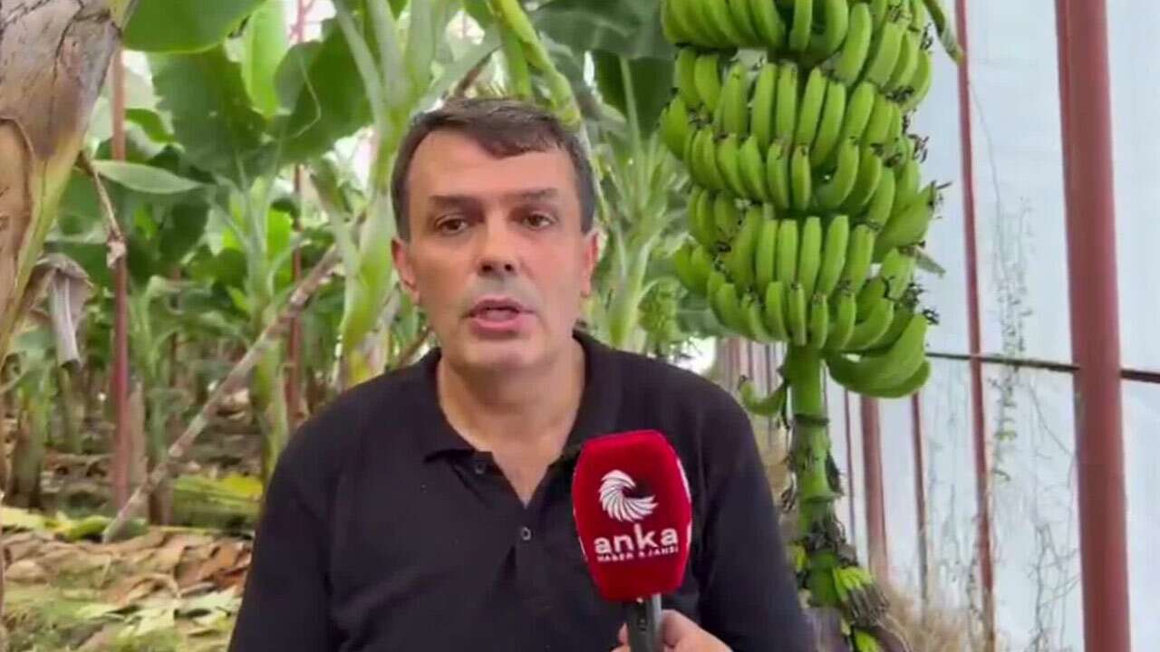 Muz üreticisi isyan etti: İthal muz lobilerine inanılırsa halkımız muz yiyemeyecek!