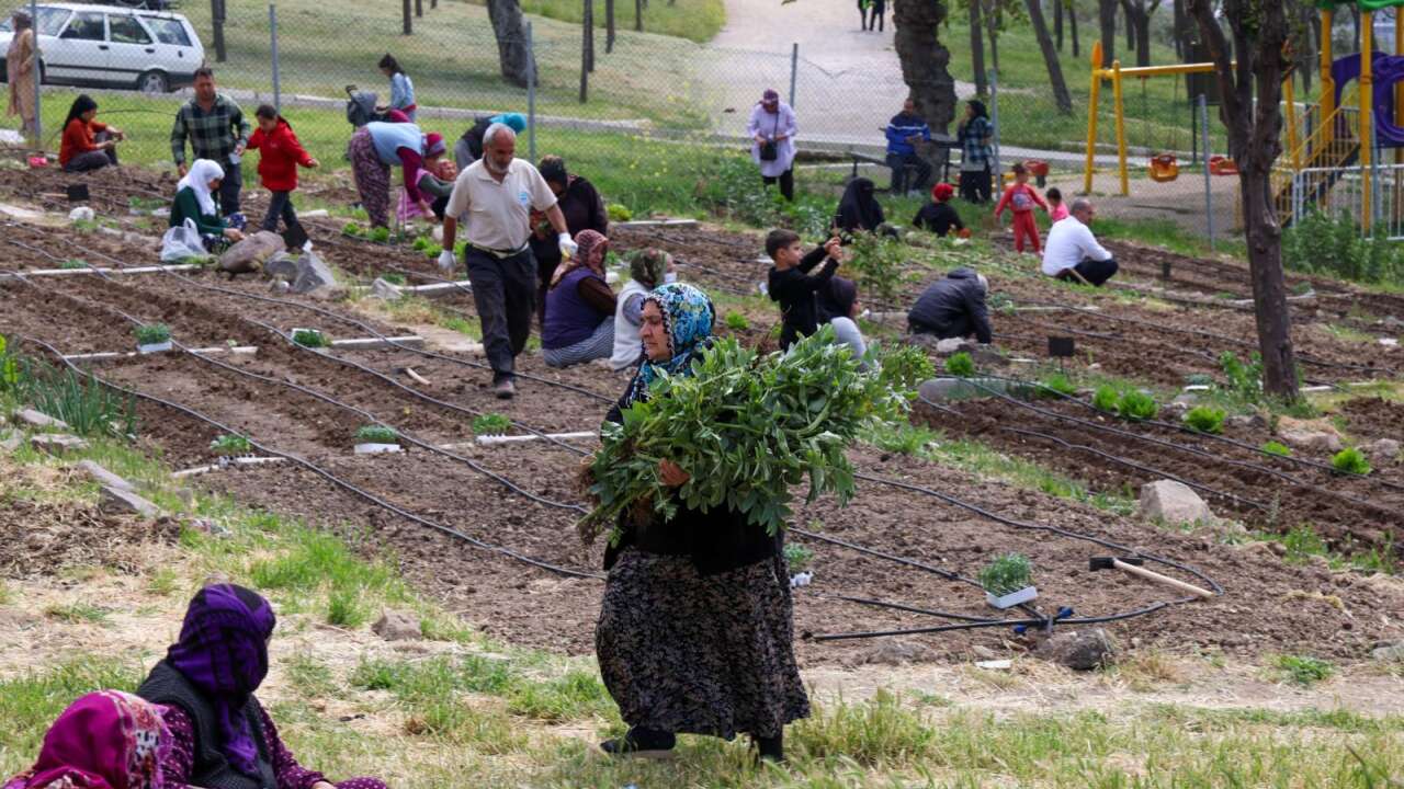 Mahalle bostanlarında yaz bereketi: Kadınlar üretiyor, mutfak masrafı azalıyor