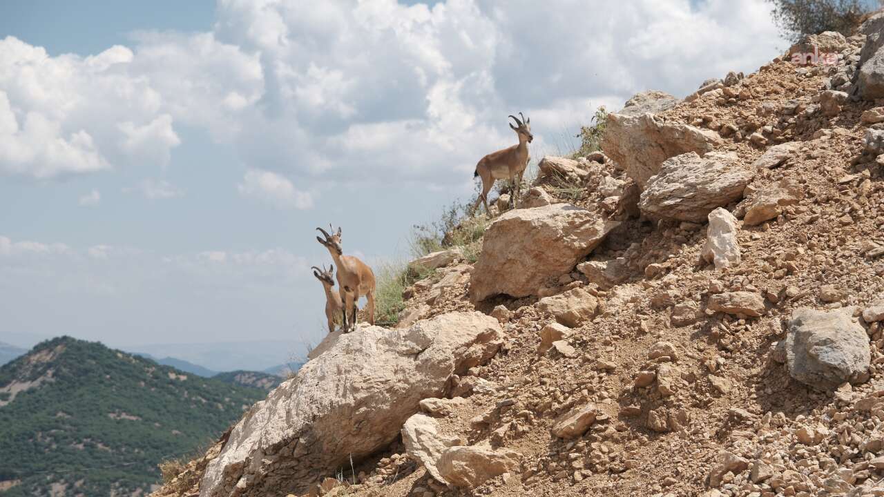 Tunceli'de dağ keçileri yol kenarında görüntülendi